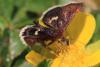 Pyrausta obfuscata